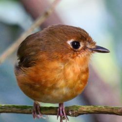 Rusty-breasted Antpitta